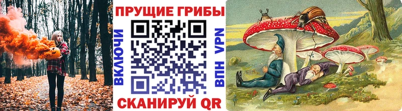 цена наркотик  Зерноград  блэк спрут ссылка  Галлюциногенные грибы Psilocybe 